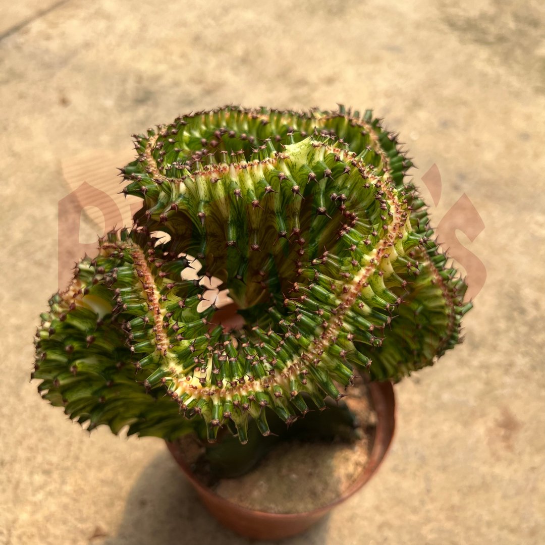 Green Cactus & Succulents - (Pot Size 7cmø x 10cmH) - Prince Garden Centre