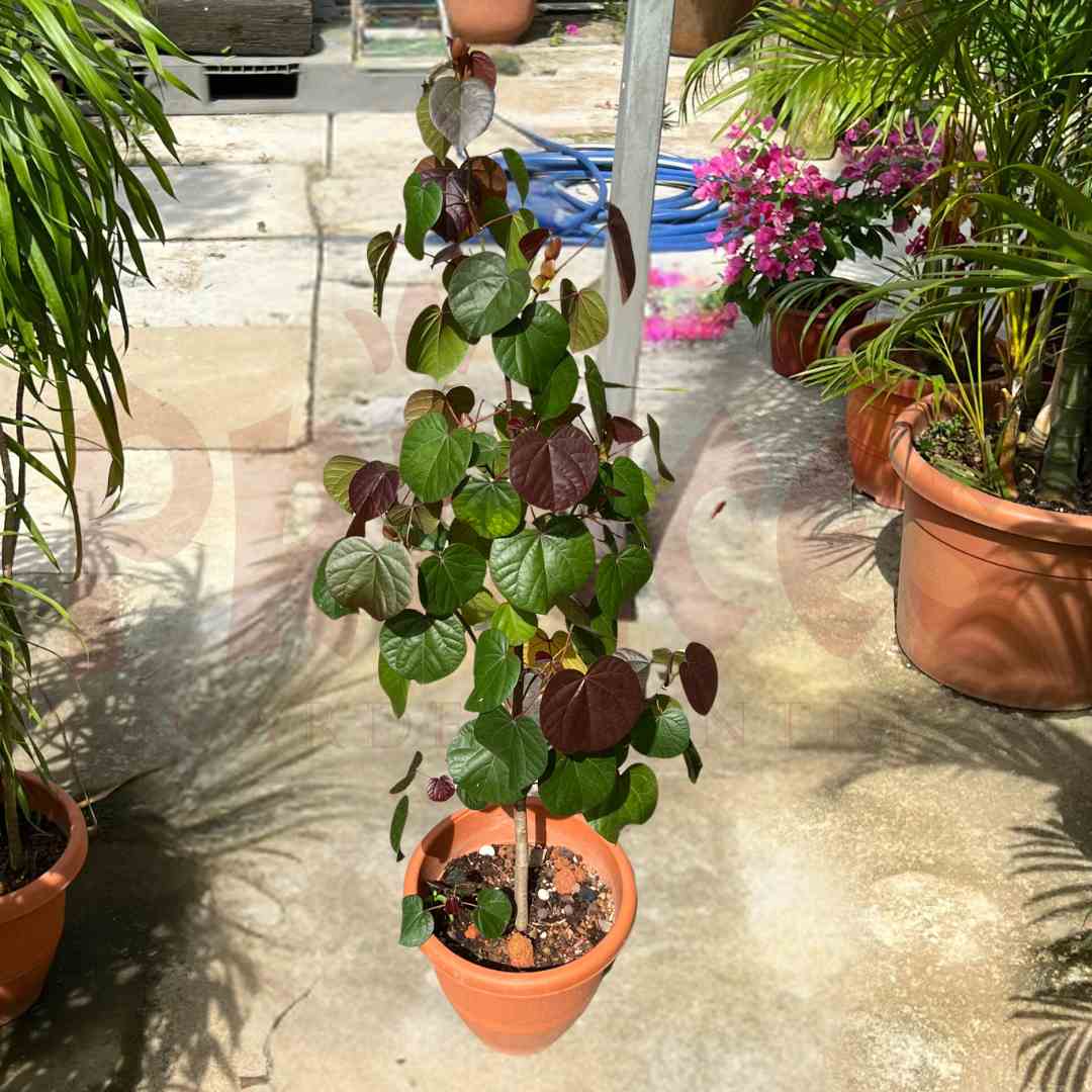 Hibiscus Tiliaceus - (Pot Size - 26cmØ x 20.5cmH) - Prince Garden Centre