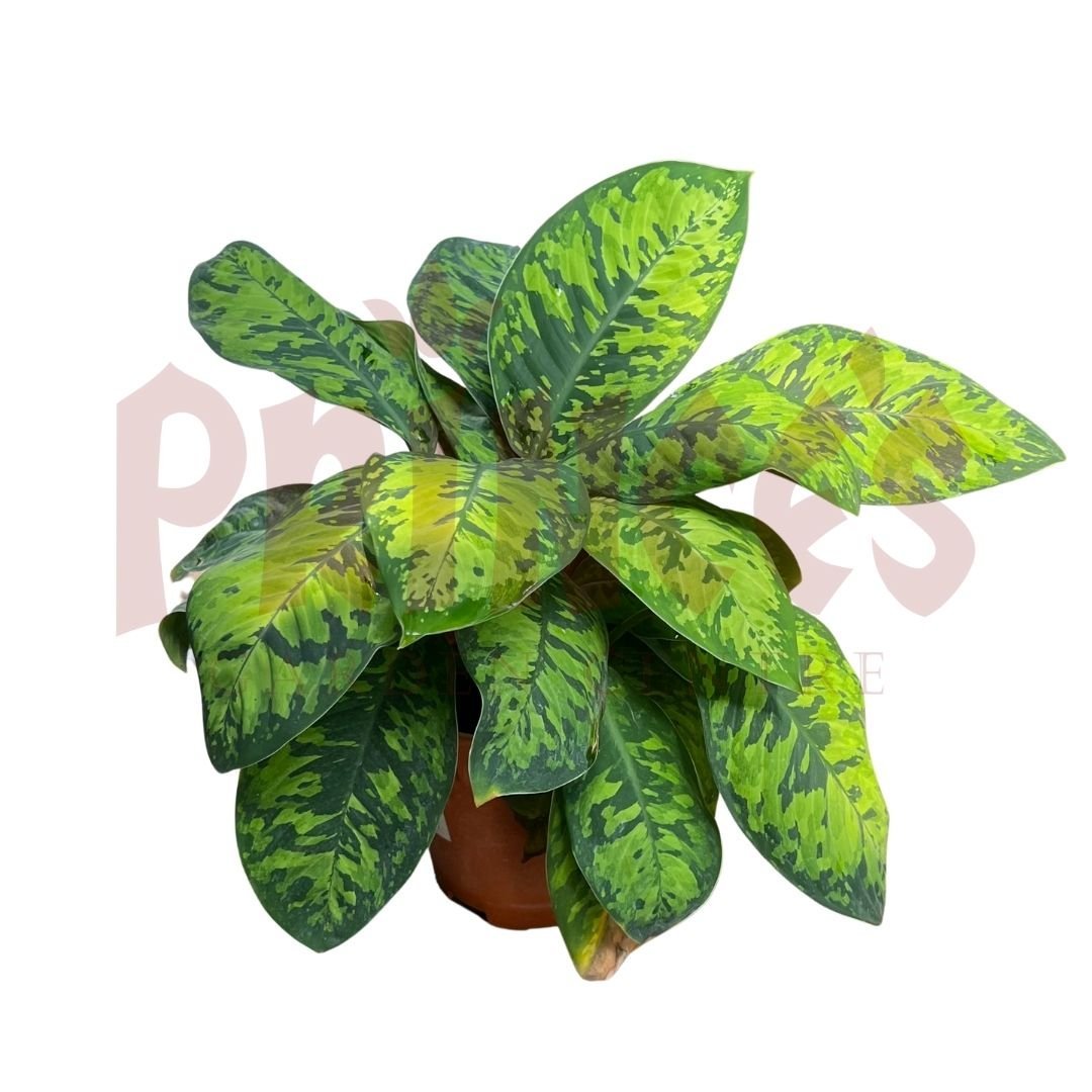 Homalomena Army - (Pot Size ø15cm x 17cmH) - Prince Garden Centre