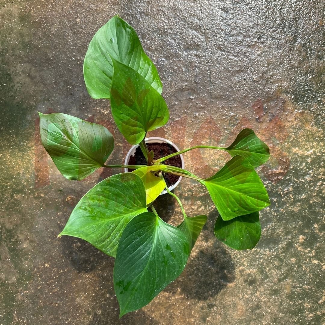 Homalomena Occulta - (Pot Size ø15cm x 12cmH) - Prince Garden Centre