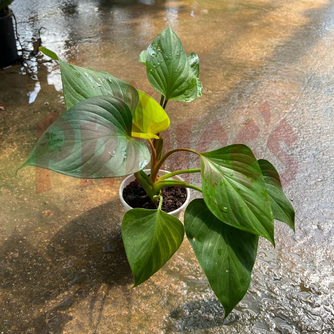 Homalomena Occulta - (Pot Size ø15cm x 12cmH) - Prince Garden Centre