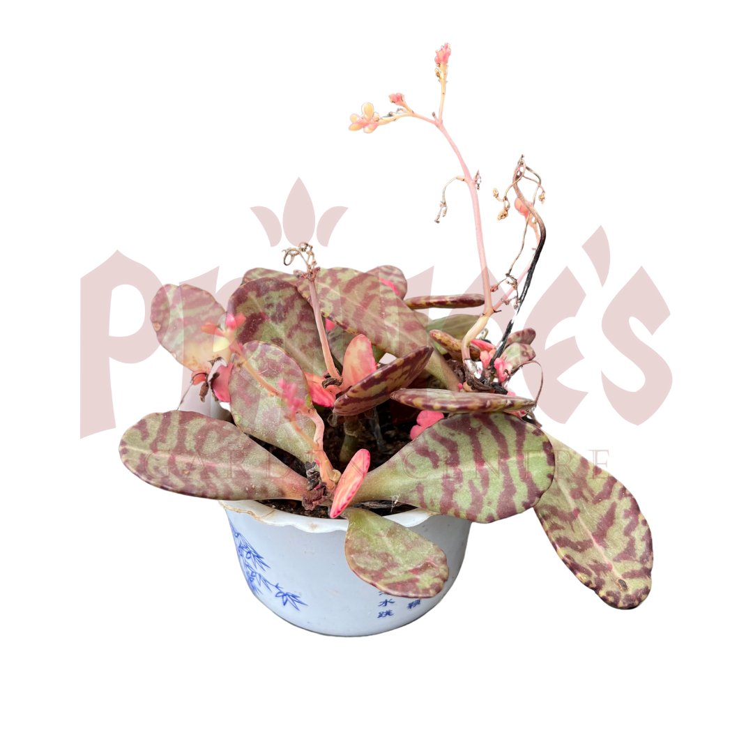 Kalanchoe Humilis - (Pot Size 5.5cmø x 5cmH) - Prince Garden Centre