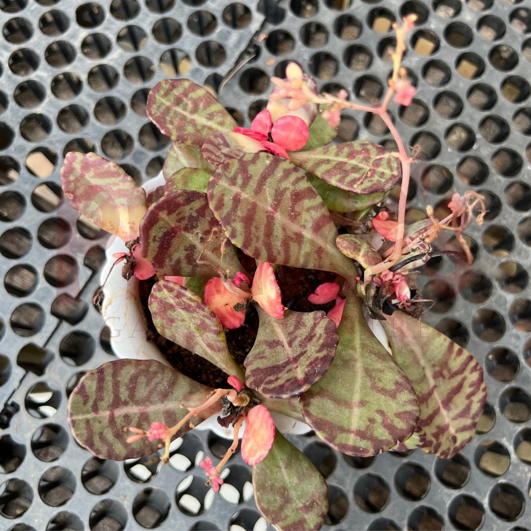 Kalanchoe Humilis - (Pot Size 5.5cmø x 5cmH) - Prince Garden Centre