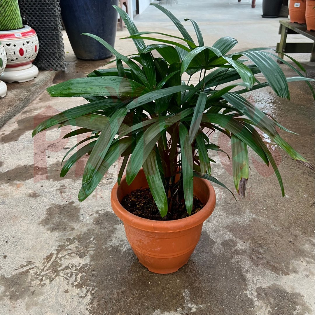 Mini Raphis Palm - (Pot Size 20cmø x 17cmH) - Prince Garden Centre