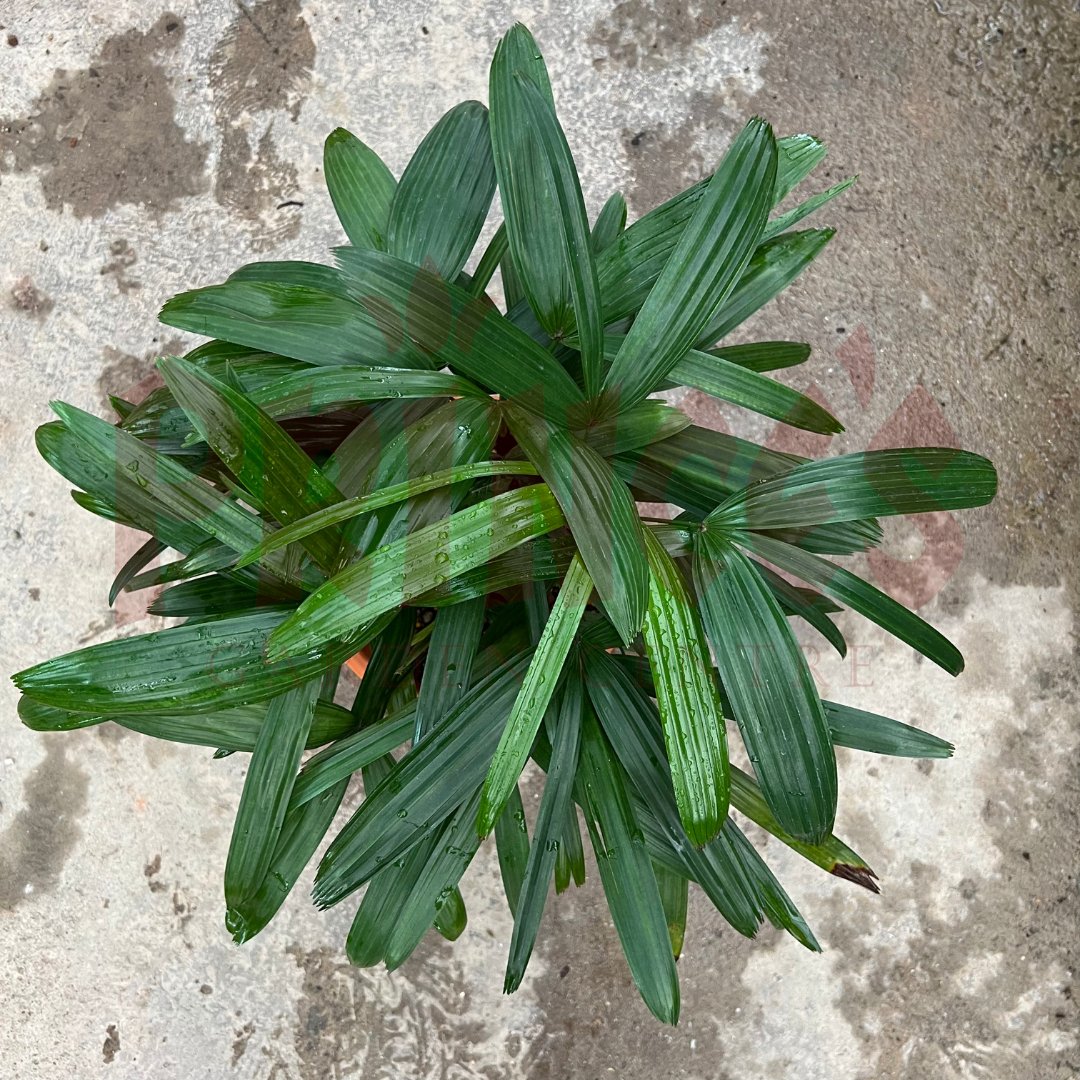 Mini Raphis Palm - (Pot Size 20cmø x 17cmH) - Prince Garden Centre