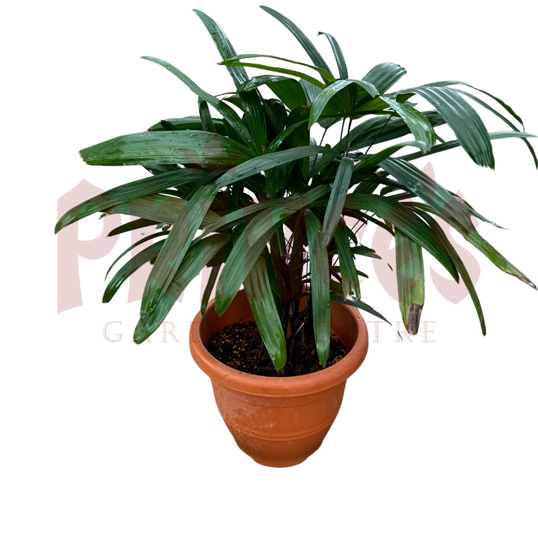 Mini Raphis Palm - (Pot Size 20cmø x 17cmH) - Prince Garden Centre