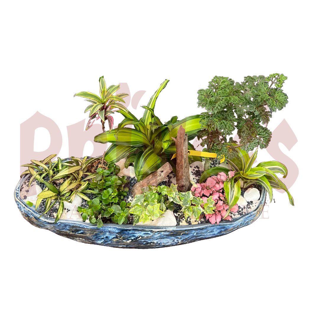 Mix Plant Arrangement - (Pot Size - ø30cm x 12cmH) - Prince Garden Centre