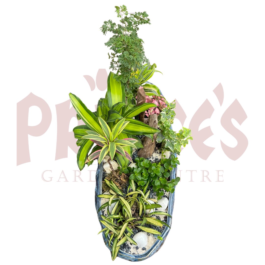 Mix Plant Arrangement - (Pot Size - ø30cm x 12cmH) - Prince Garden Centre