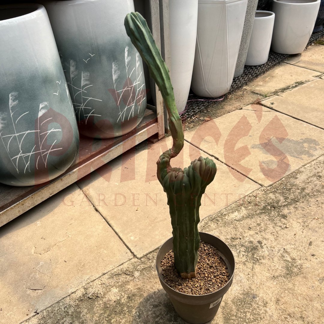 Myrtillocactus Geometrizans - (Pot Size - 25cmø x 20cmH) - Prince Garden Centre