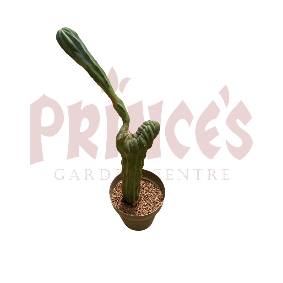 Myrtillocactus Geometrizans - (Pot Size - 25cmø x 20cmH) - Prince Garden Centre
