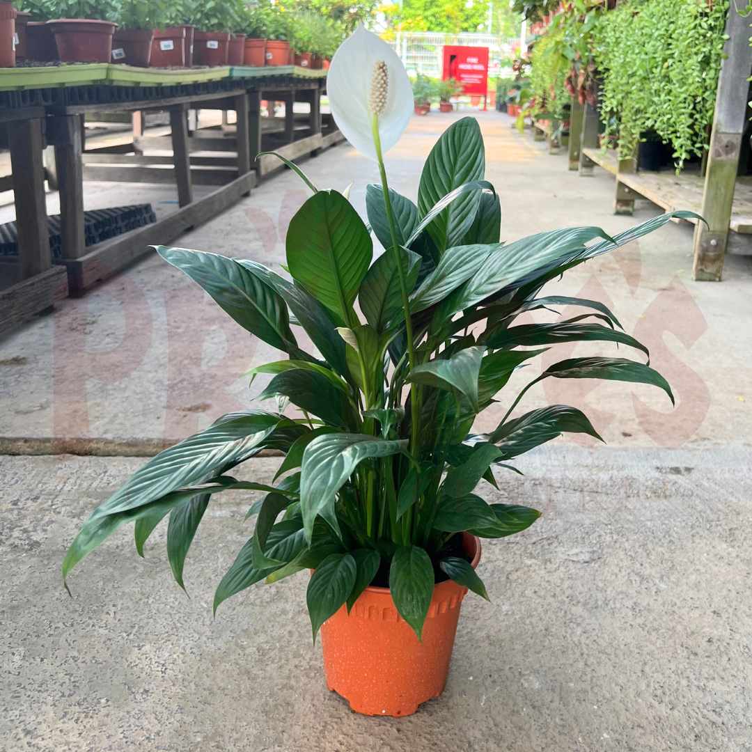 Peace Lily - (Pot Size 15cm x 12cmH) - Prince Garden Centre