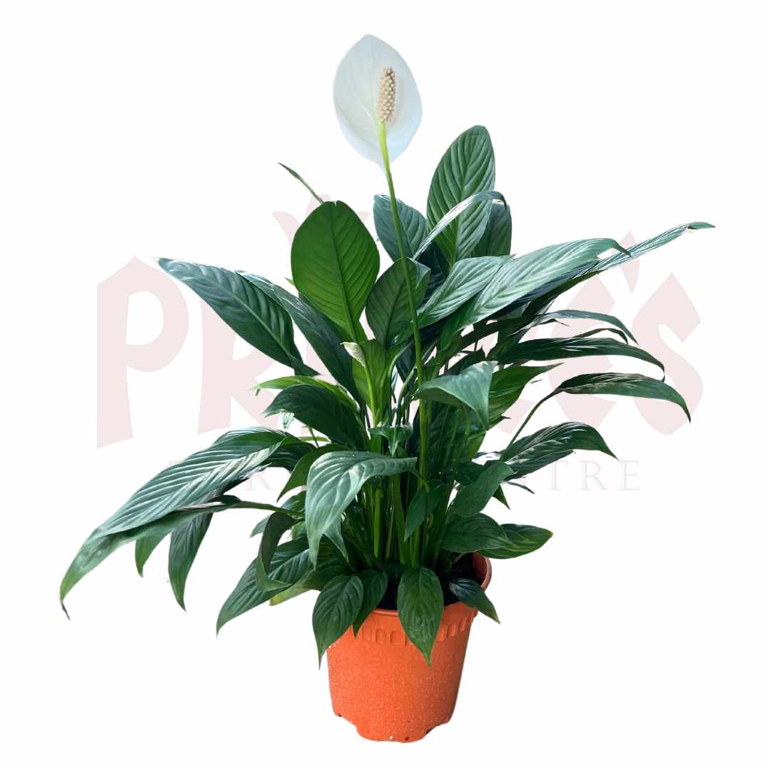 Peace Lily - (Pot Size 15cm x 12cmH) - Prince Garden Centre