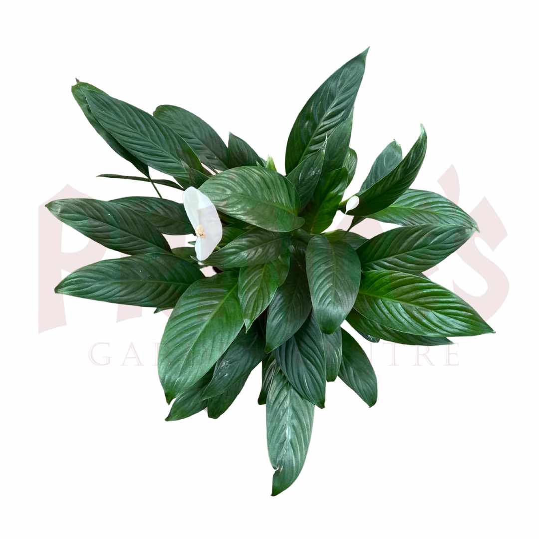 Peace Lily - (Pot Size 15cm x 12cmH) - Prince Garden Centre