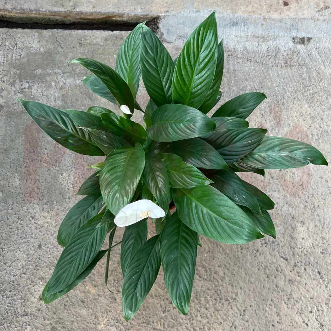 Peace Lily - (Pot Size 15cm x 12cmH) - Prince Garden Centre