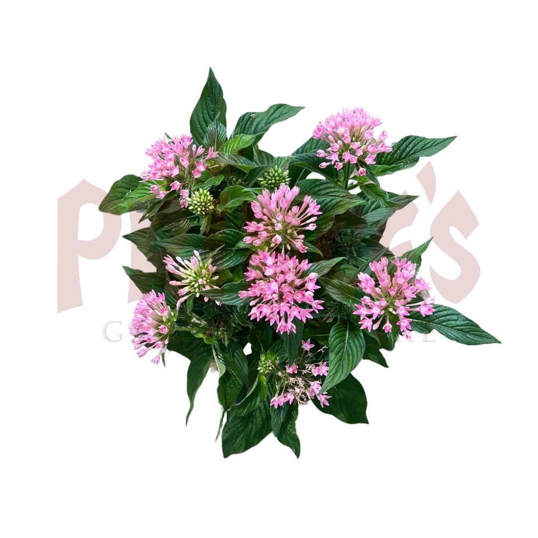 Pentas Pink - (Pot Size 10cmø x 11cmH) - Prince Garden Centre