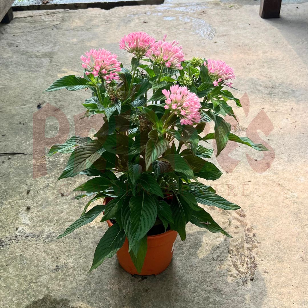 Pentas Pink - (Pot Size 10cmø x 11cmH) - Prince Garden Centre