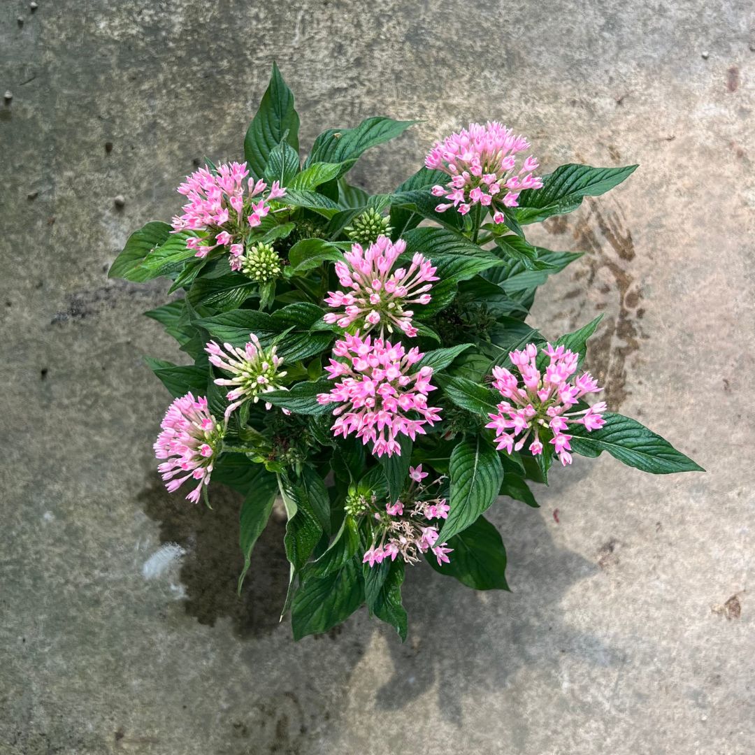 Pentas Pink - (Pot Size 10cmø x 11cmH) - Prince Garden Centre