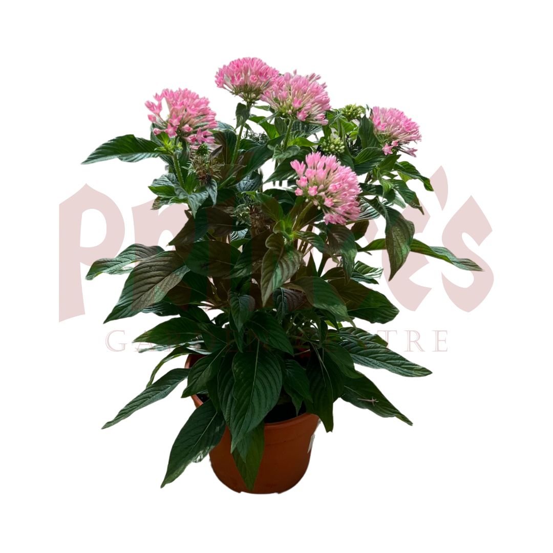Pentas Pink - (Pot Size 10cmø x 11cmH) - Prince Garden Centre