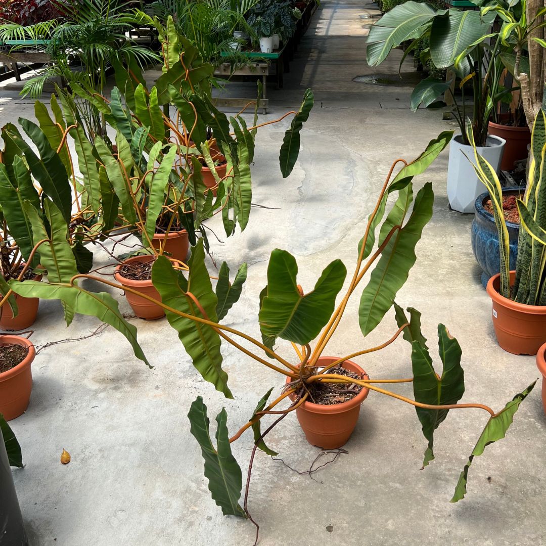 Philodendron Billietiae - (Pot Size 26cmØ x 20.5cmH) - Prince Garden Centre