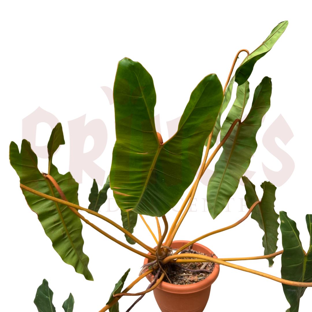 Philodendron Billietiae - (Pot Size 26cmØ x 20.5cmH) - Prince Garden Centre