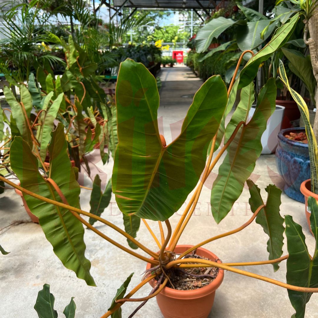 Philodendron Billietiae - (Pot Size 26cmØ x 20.5cmH) - Prince Garden Centre