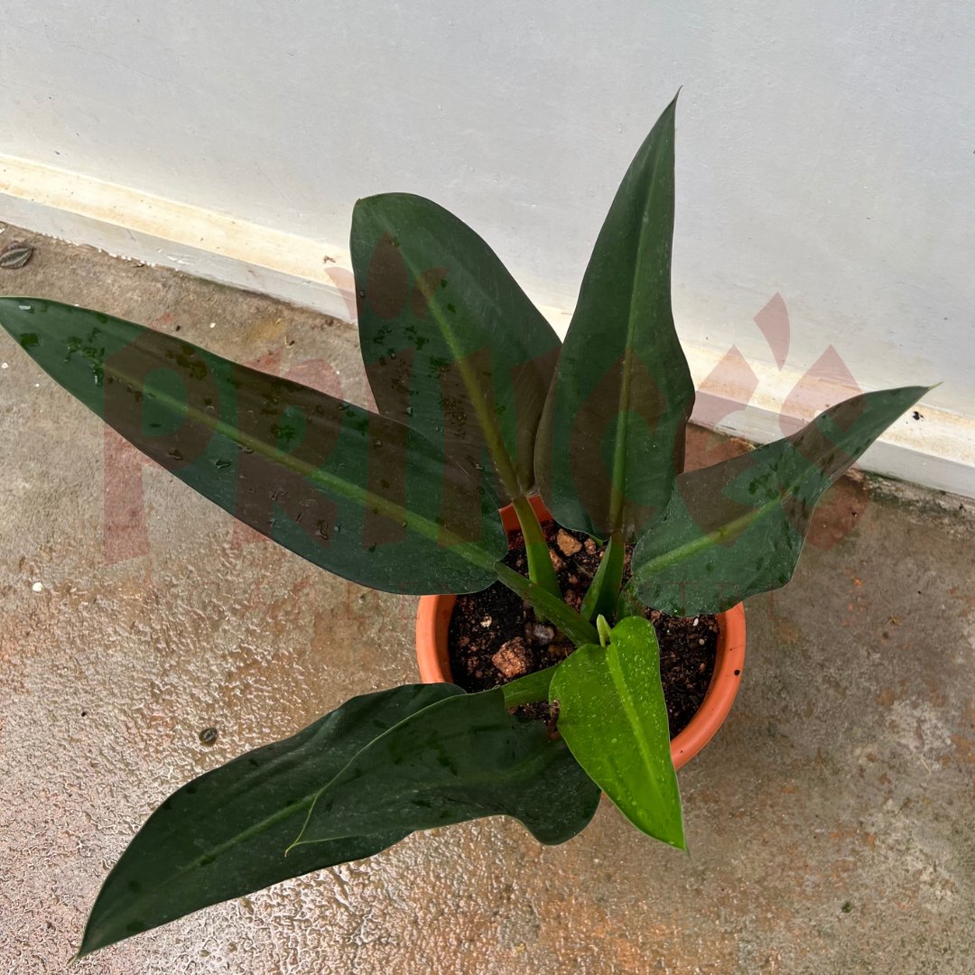 Philodendron Fat belly - (Pot Size 20cmø x 21cmH) - Prince Garden Centre