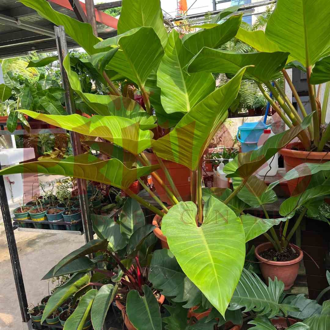 Philodendron Giganteum - (Pot Size 36cmØ x 25cmH) - Prince Garden Centre