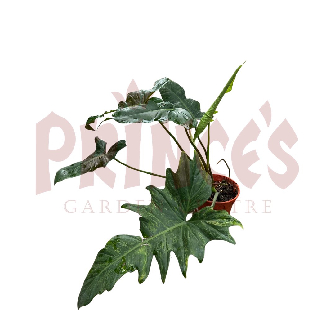 Philodendron Golden Dragon Lime Fiddle - (Pot Size - 23cmØ x 20cmH) - Prince Garden Centre