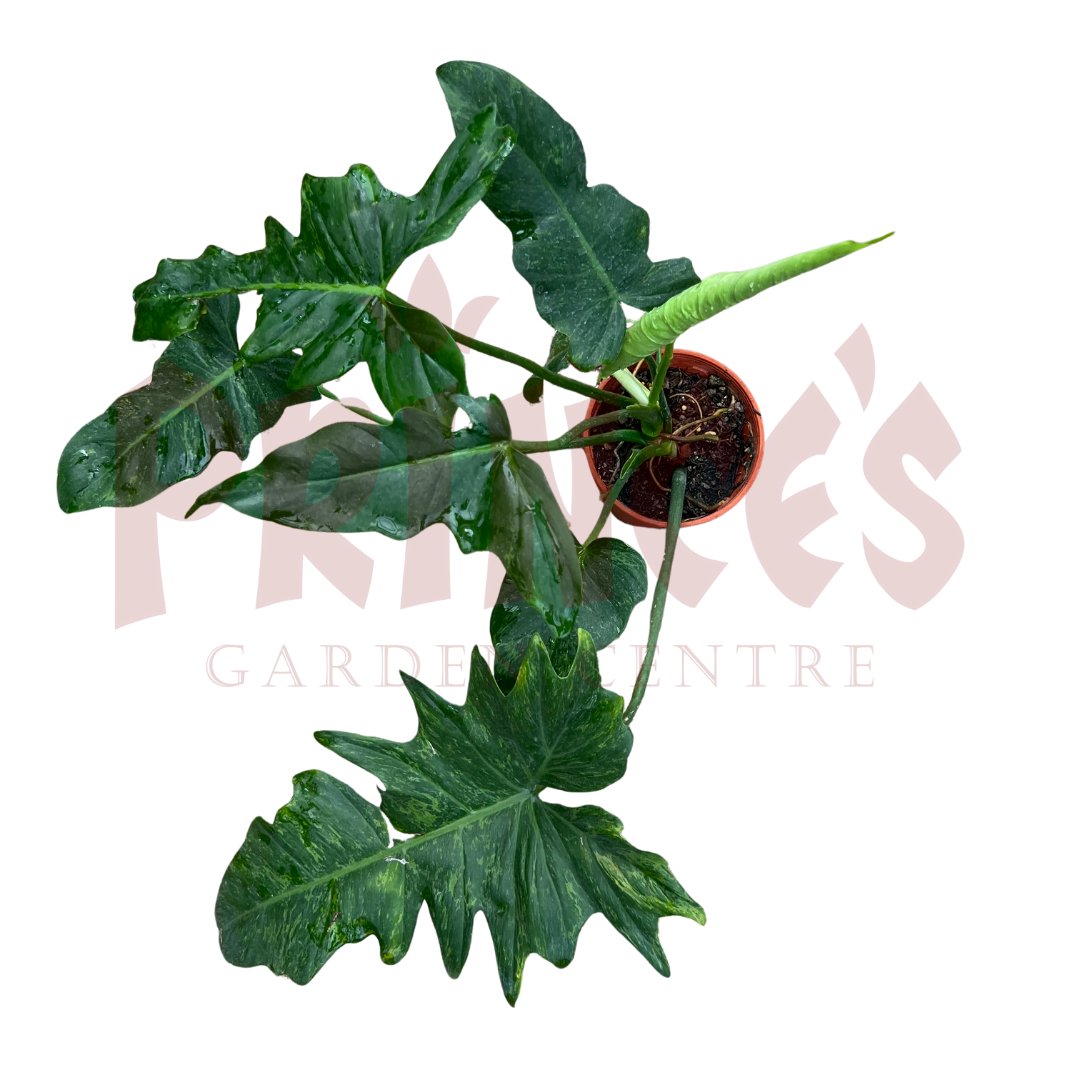 Philodendron Golden Dragon Lime Fiddle - (Pot Size - 23cmØ x 20cmH) - Prince Garden Centre