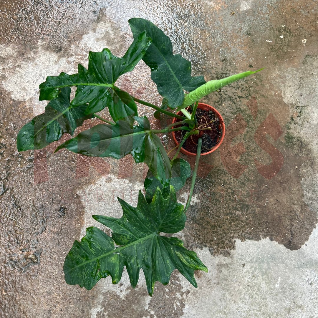 Philodendron Golden Dragon Lime Fiddle - (Pot Size - 23cmØ x 20cmH) - Prince Garden Centre