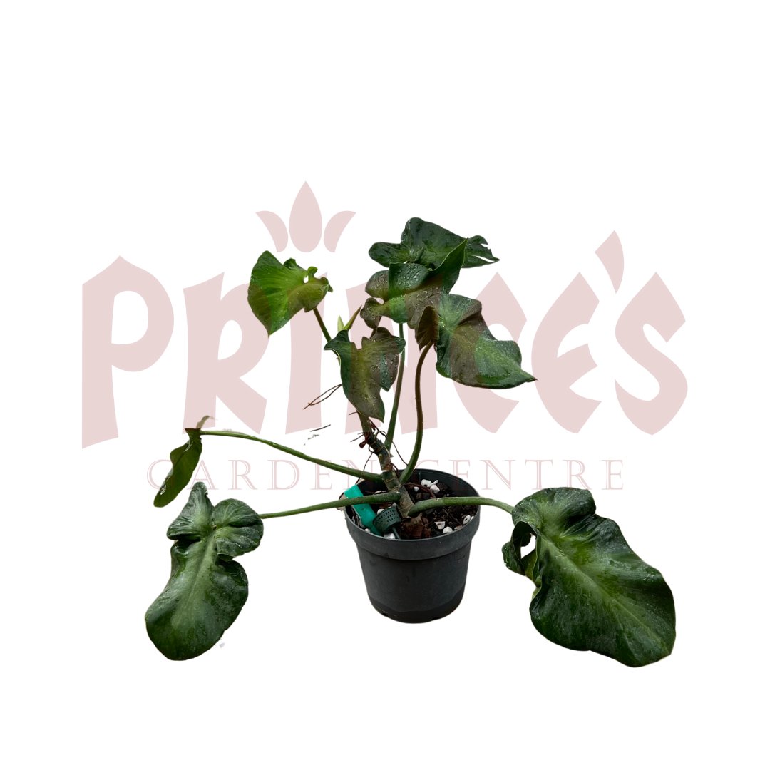 Philodendron Rugosum Aberrant Form - (Pot Size - 25cmø x 30cmH) - Prince Garden Centre