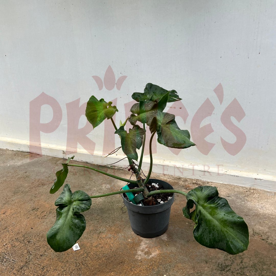 Philodendron Rugosum Aberrant Form - (Pot Size - 25cmø x 30cmH) - Prince Garden Centre