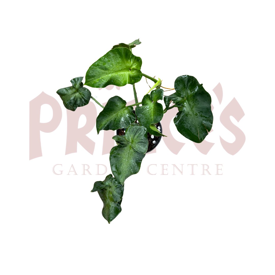 Philodendron Rugosum Aberrant Form - (Pot Size - 25cmø x 30cmH) - Prince Garden Centre