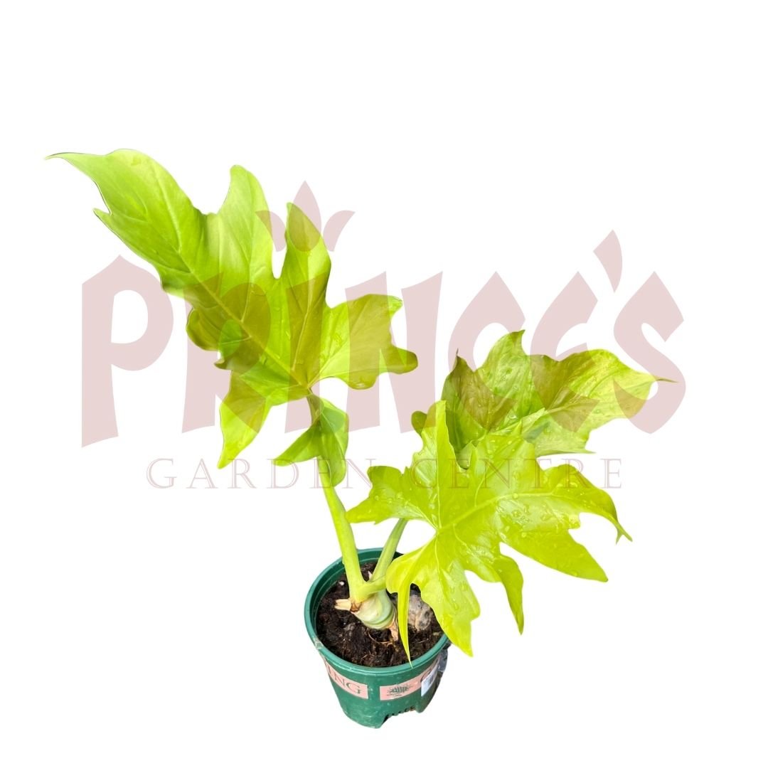 Philodendron Selloum - (Pot Size ø15cm x 20cmH) - Prince Garden Centre