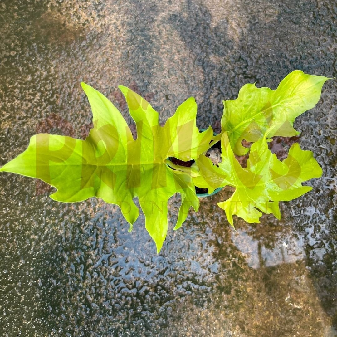 Philodendron Selloum - (Pot Size ø15cm x 20cmH) - Prince Garden Centre