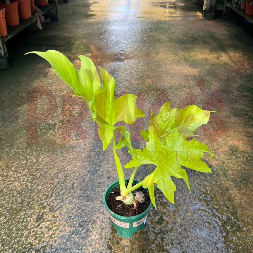 Philodendron Selloum - (Pot Size ø15cm x 20cmH) - Prince Garden Centre