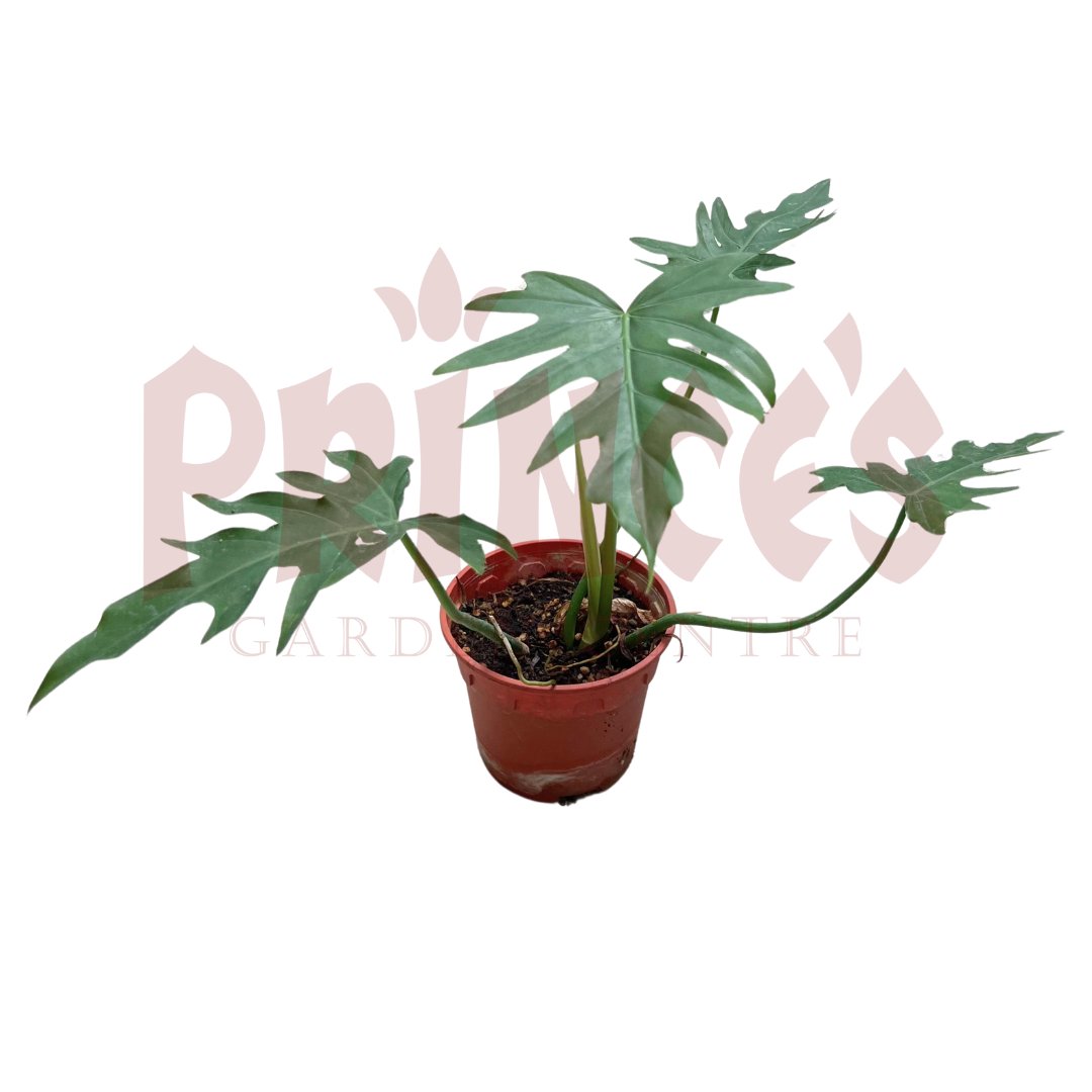 Philodendron Xanadu - (Pot Size ø10cm x 12cmH) - Prince Garden Centre