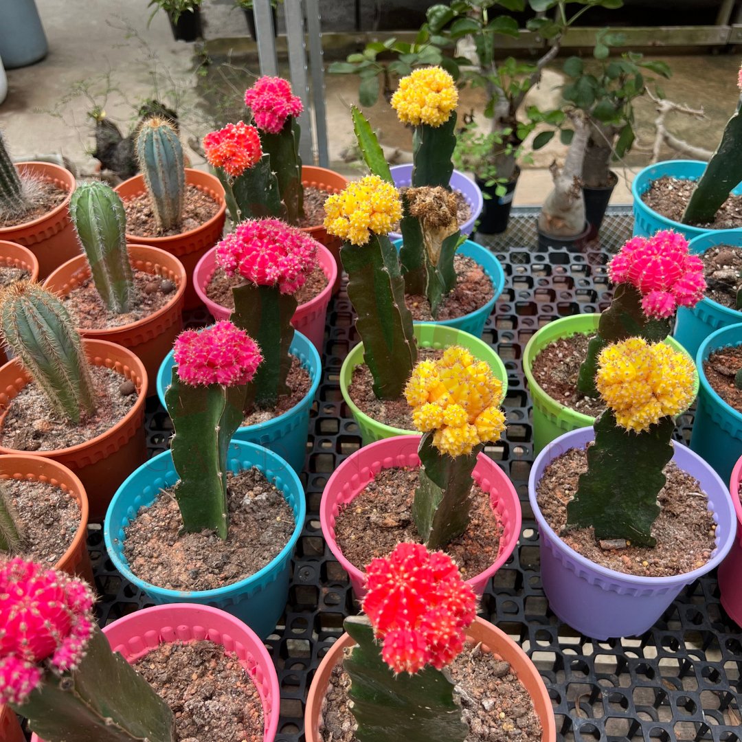 Pink Cactus & Succulents - (Pot Size 6cmø x 10cmH) - Prince Garden Centre