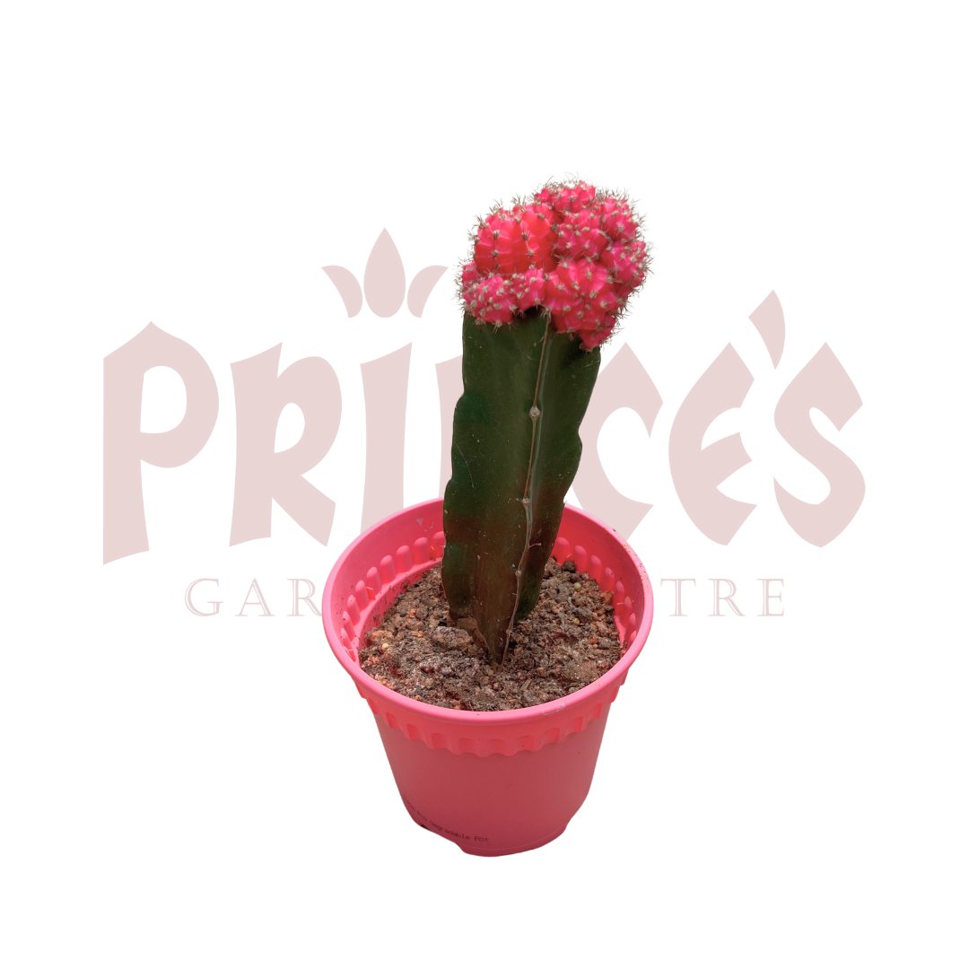 Pink Cactus & Succulents - (Pot Size 6cmø x 10cmH) - Prince Garden Centre