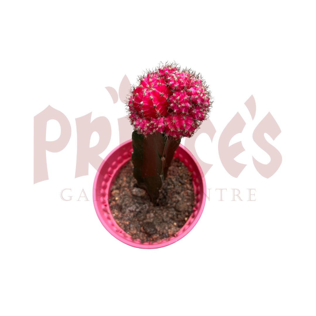 Pink Cactus & Succulents - (Pot Size 6cmø x 10cmH) - Prince Garden Centre