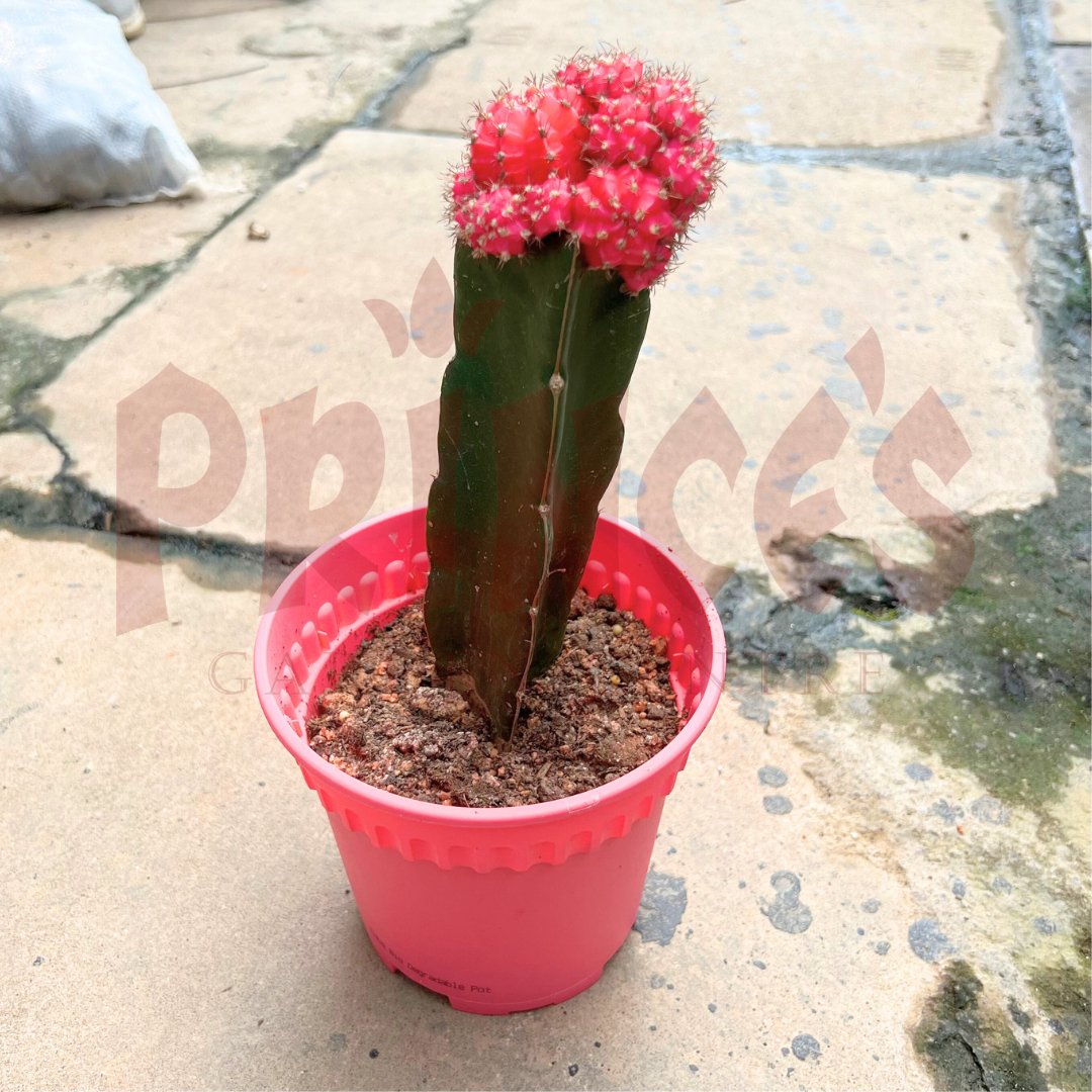 Pink Cactus & Succulents - (Pot Size 6cmø x 10cmH) - Prince Garden Centre