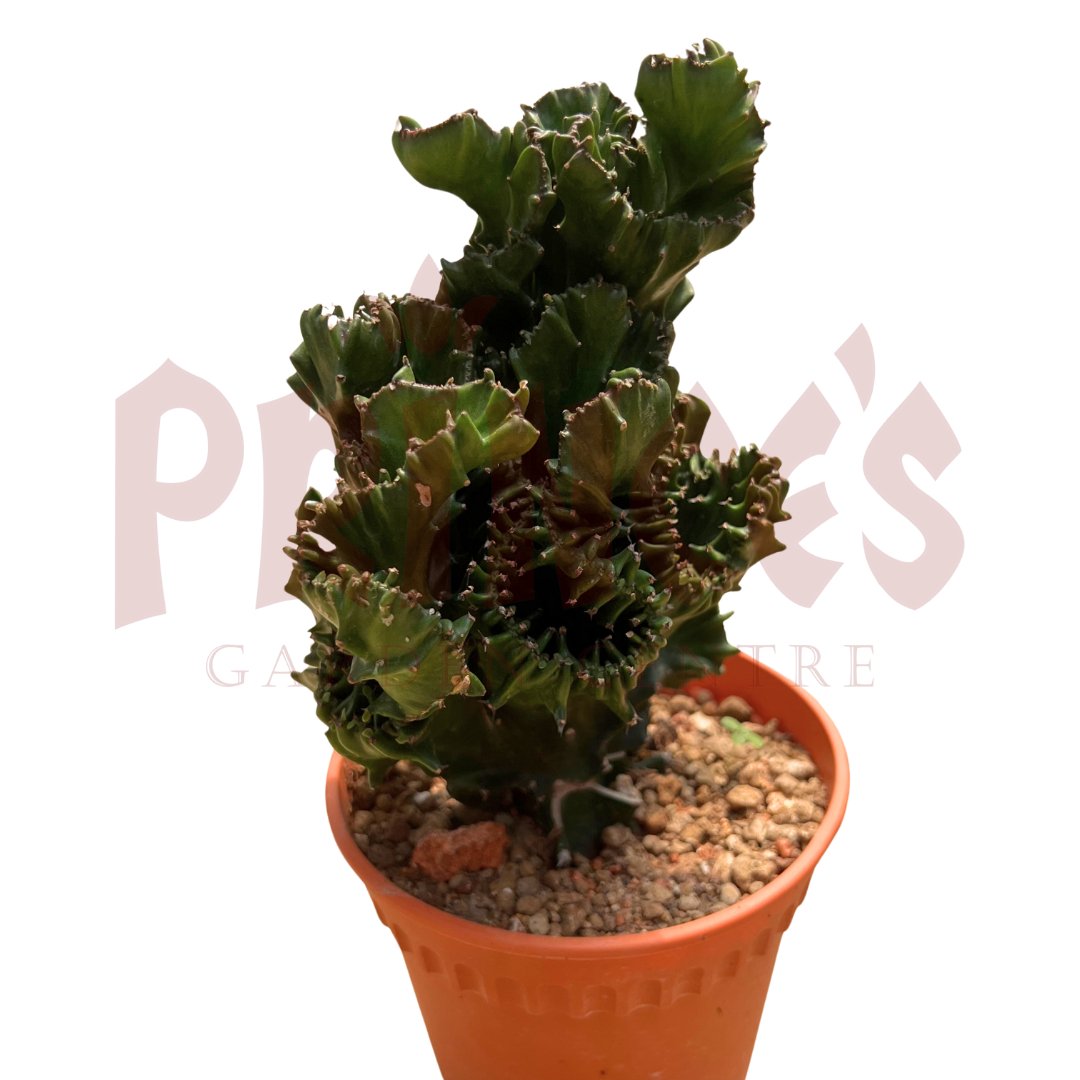 Pocky Cactus & Succulents - (Pot Size - 8cmø x 10cmH) - Prince Garden Centre