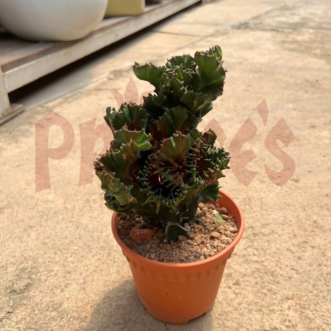 Pocky Cactus & Succulents - (Pot Size - 8cmø x 10cmH) - Prince Garden Centre
