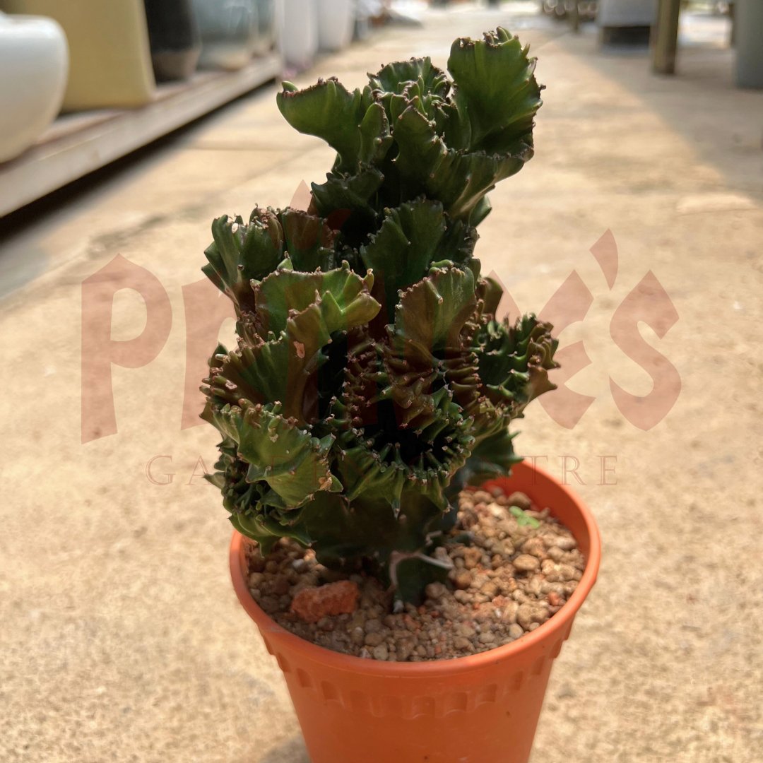 Pocky Cactus & Succulents - (Pot Size - 8cmø x 10cmH) - Prince Garden Centre