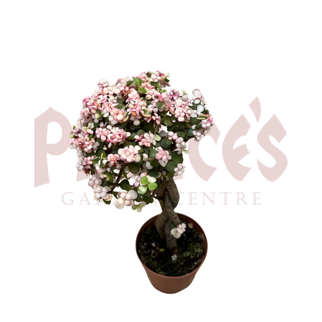 Portulaca Afra - (Pot Size 13cmø x 10cmH) - Prince Garden Centre