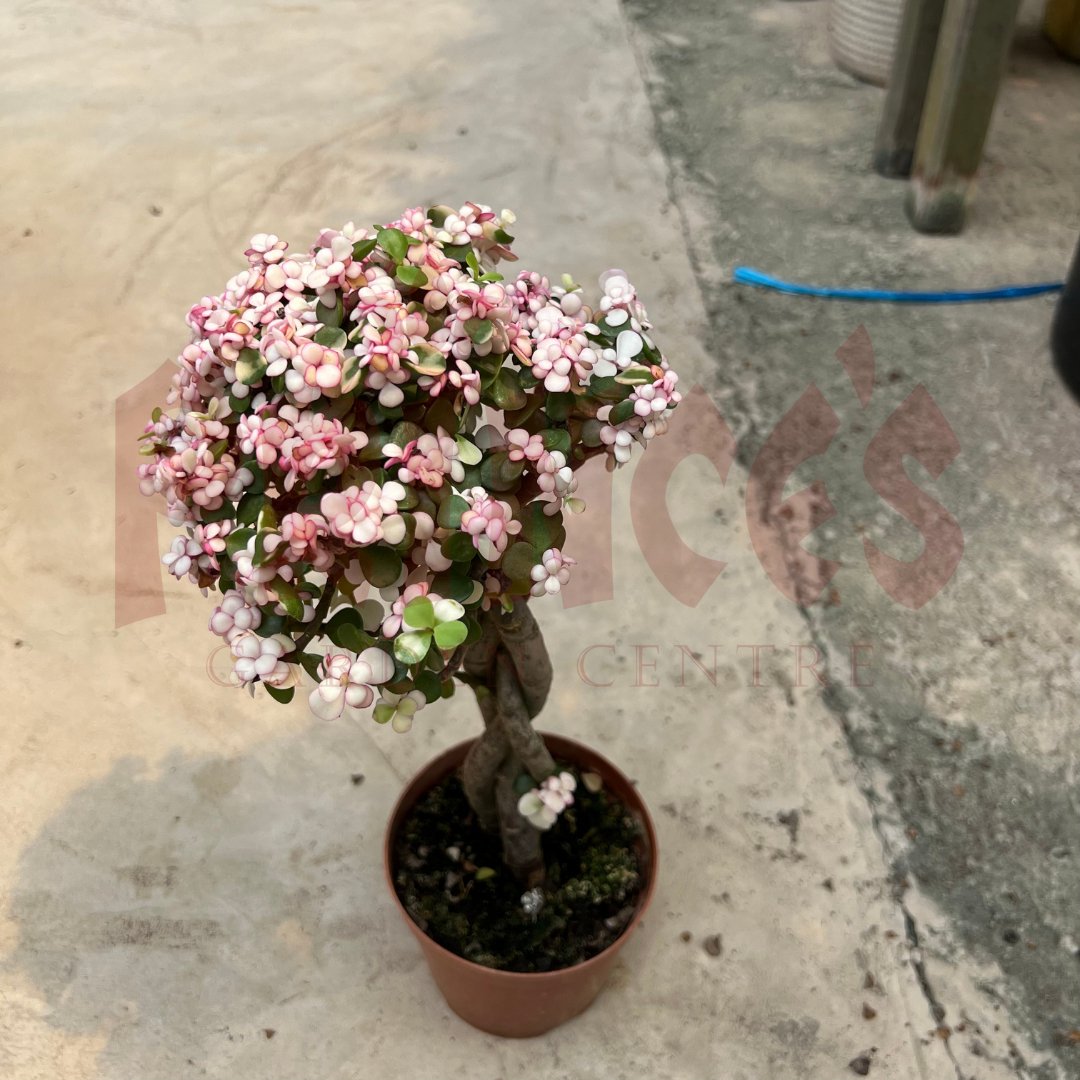 Portulaca Afra - (Pot Size 13cmø x 10cmH) - Prince Garden Centre