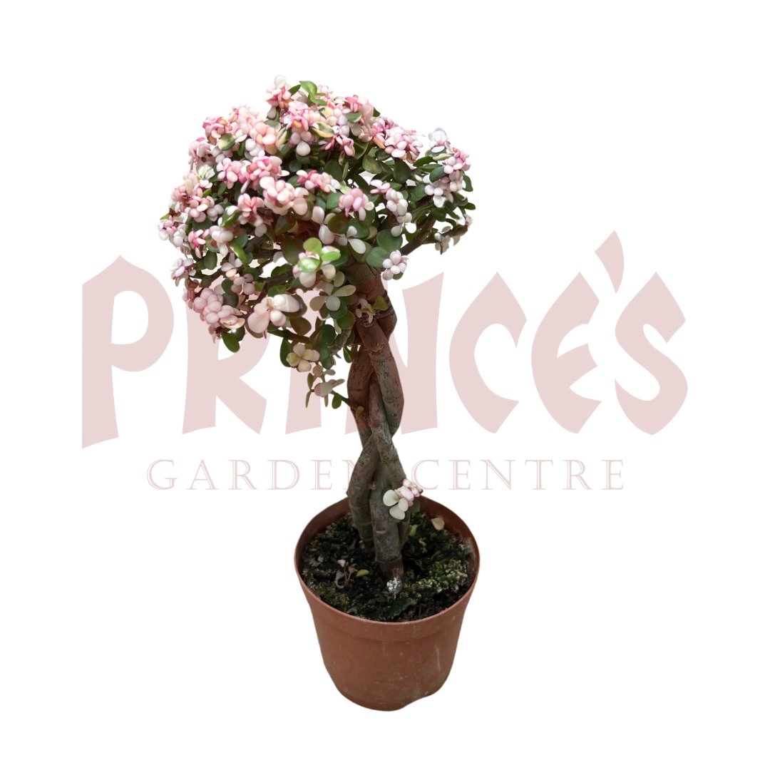 Portulaca Afra - (Pot Size 13cmø x 10cmH) - Prince Garden Centre