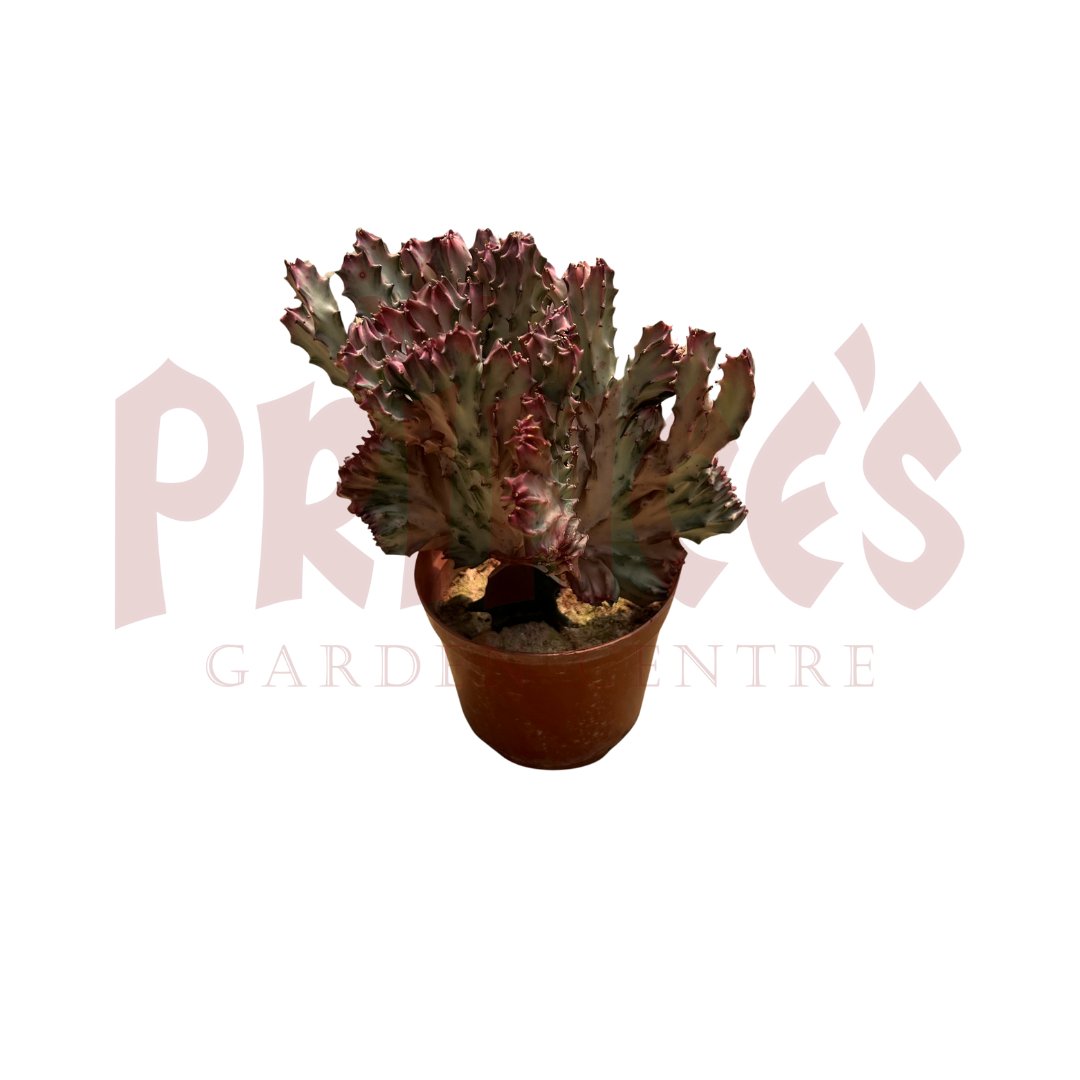 Red Cactus & Succulents - (Pot Size 7cmø x 10cmH) - Prince Garden Centre