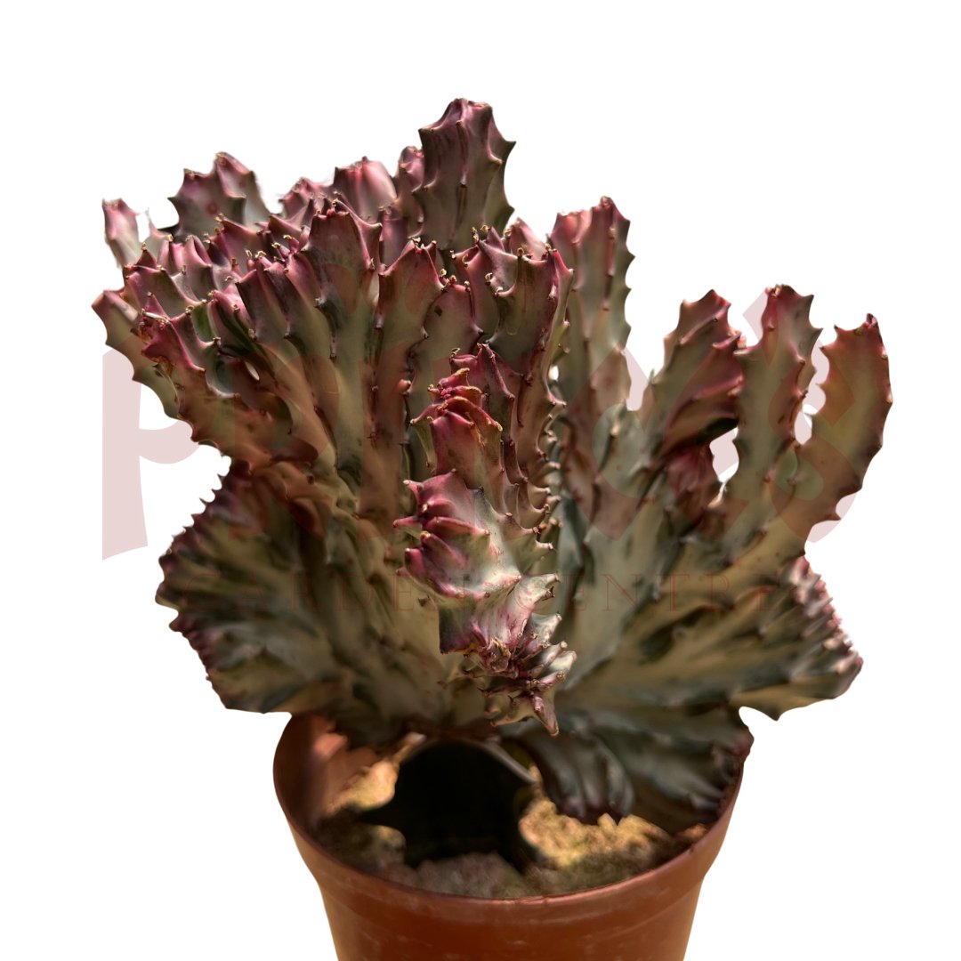 Red Cactus & Succulents - (Pot Size 7cmø x 10cmH) - Prince Garden Centre