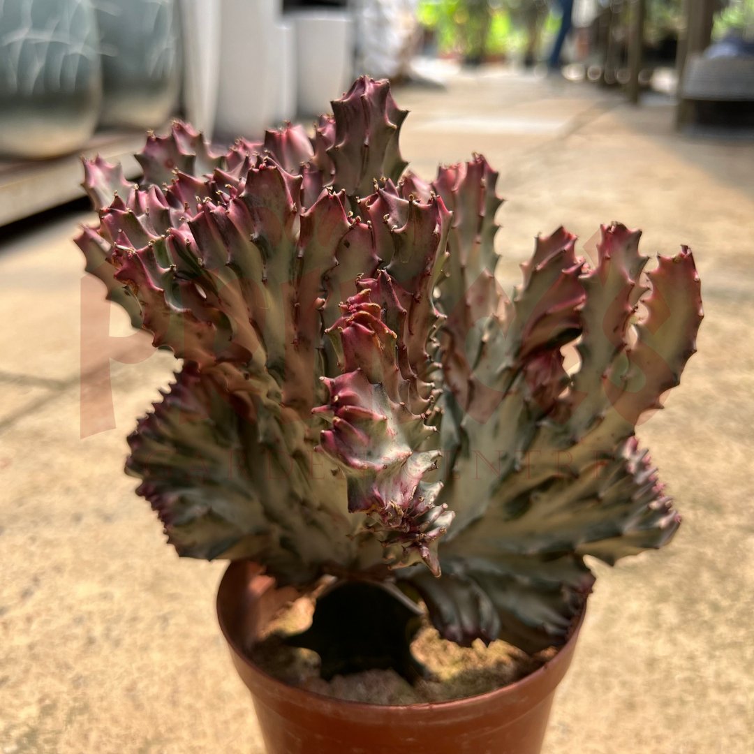 Red Cactus & Succulents - (Pot Size 7cmø x 10cmH) - Prince Garden Centre